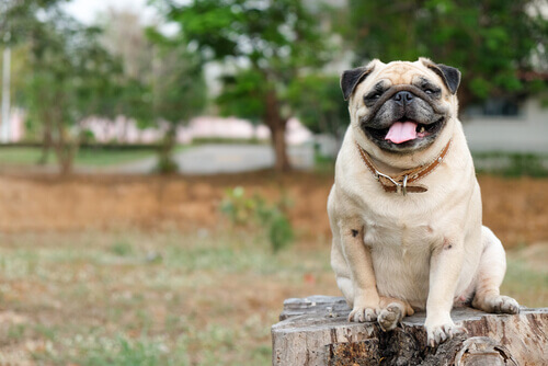 Cão da raça Pug sobre um tronco de árvore cortado