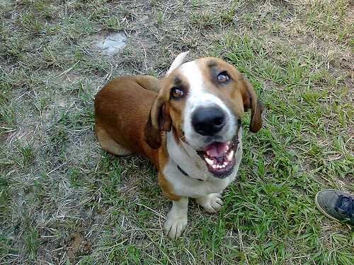 Cães que odeiam seus donos