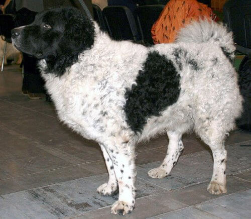Cão de água frison preto e branco