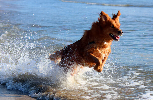Cão correndo na praia