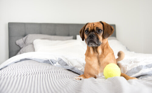 Cão na cama com sua bolinha