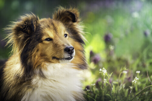 Cão com linda pelagem entre flores