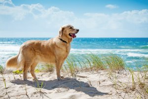 Conheça praias que aceitam cães na Espanha e em Portugal