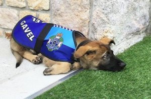 Gavel, um cachorro que não pôde ser cão policial por ser muito dócil