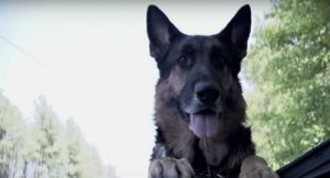 O cão que salvou uma mulher após um acidente