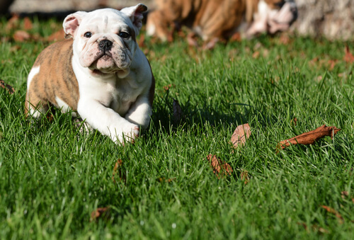 Filhote de cão deitado na grama