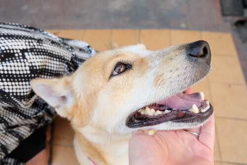 Com quem deixar nosso cão quando saímos de férias? Com quem deixar nosso cão quando saímos de férias?