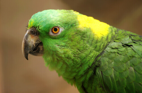 Depressão nos papagaios: causas, sintomas e tratamento