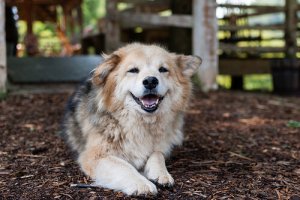 Displasia de quadril em cães: o que é e como tratar