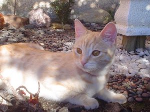 Doenças virais nos gatos