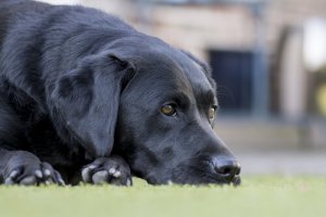 As doenças do cão idoso e seu tratamento