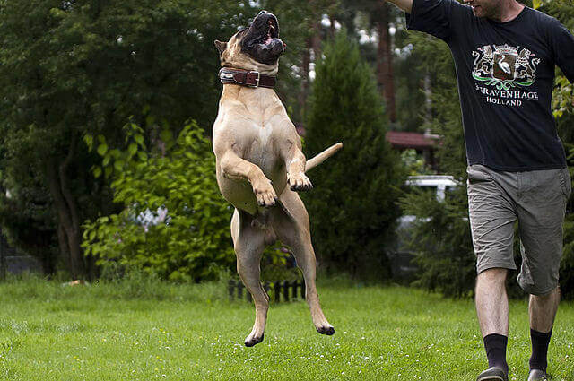 Dogue CanÃ¡rio, um cÃ£o peculiar