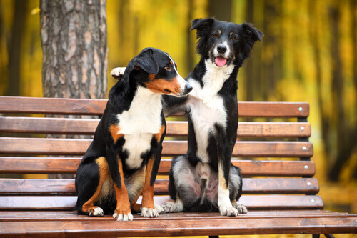 Dois cães amigos sentados no banco de um parque