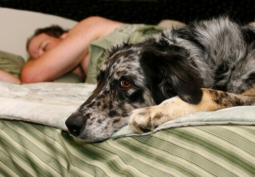 Homem dormindo com seu cão