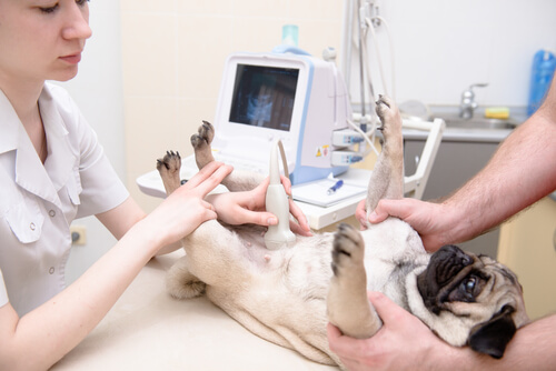 Cachorrinha fazendo uma ultrassom