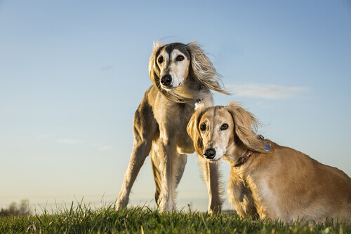 Cães da raça Saluki