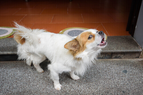 Cachorro latindo