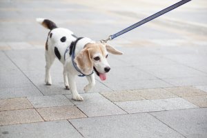 Enxofre e cães, um remédio ou um perigo?