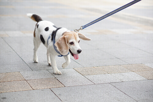 Enxofre e cães, um remédio ou um perigo?