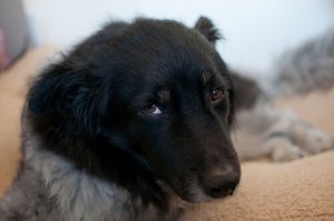 O que é a erliquiose canina?