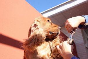 Dicas para escolher onde cortar o pelo do cachorro
