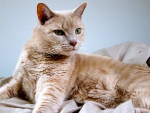 Por que você deve castrar o seu gato?