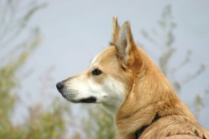 Como evitar mordidas de cães