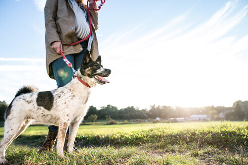 Cão com sua dona grávida passeando no campo