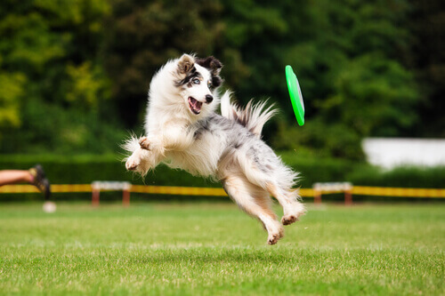 Cachorro pulando, brincando com um frisbee
