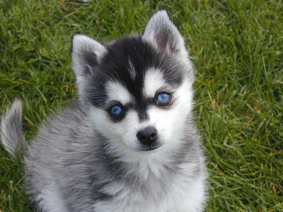 Filhote de Alaskan Klee Kai