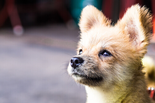 Filhote de cão marrom