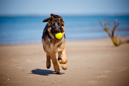 Cachorro na praia com bola na boca