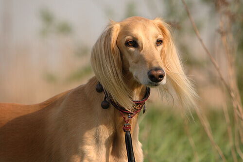 Cão Saluki