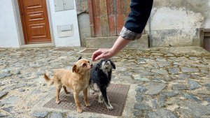 6 dicas para ganhar a confiança do seu cão