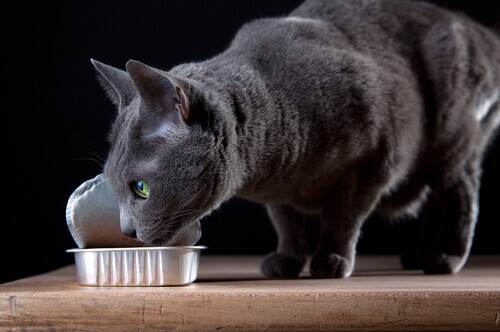 Gato comendo ração úmida