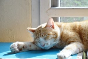 Por favor, gatinho, me deixa dormir....