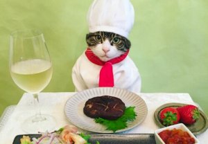 Gato japonês faz sucesso no Instagram