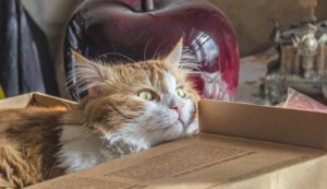 Faça com que a mudança de casa não seja um trauma para seu gato