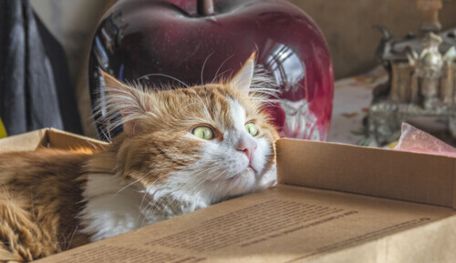Faça com que a mudança de casa não seja um trauma para seu gato Faça com que a mudança de casa não seja um trauma para seu gato