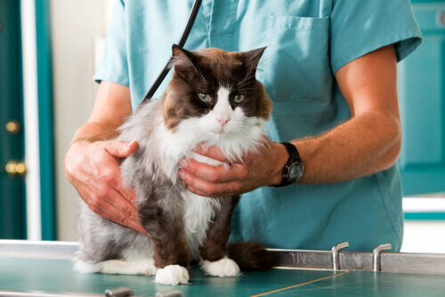 Gato sendo consultado pelo veterinário