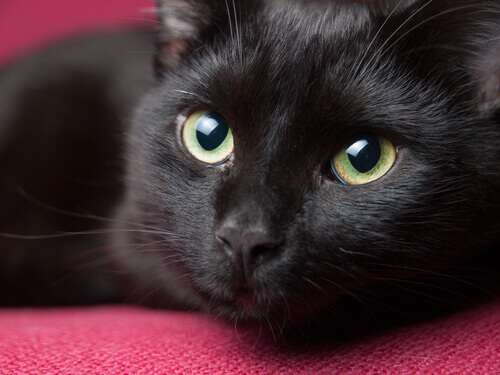 Lindo gato preto deitado