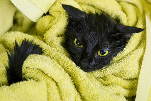 gato preta enrolado em uma toalha
