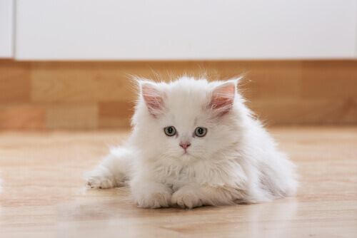Gatinho branco