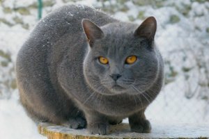 Raças de gato de pelo curto