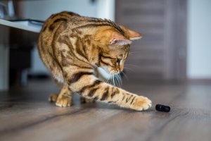 Por que os gatos gostam de jogar tudo no chão?