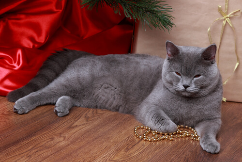 Gato azul russo com enfeite de Natal