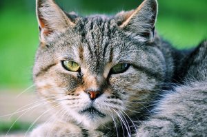 Só não gosta de gatos quem não os conhece