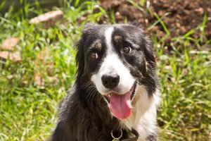 Sabe o que é head pressing?