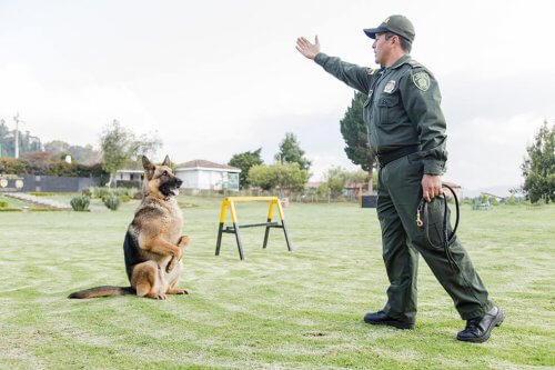 Pastor Alemão sendo treinado como cão policial
