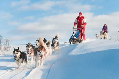 Grupo de cães da raça husky siberiano puxando trenós na neve